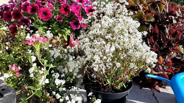 ЭУФОРБИЯ Молочай Уход укоренение зимовка...