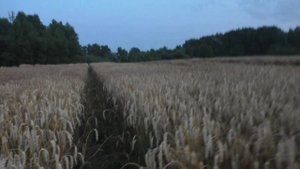 Калининградское сафари. ЧАСТЬ 3. Охота на кабана. Потравы на пшенице. Wild boar hunting.