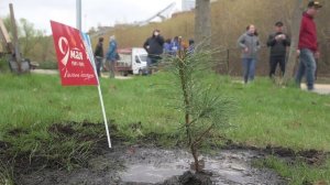 Акция "Посади кедр" в парке Победы