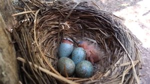 Рождение птенца