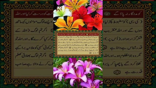 Quran pak tarjuma // surah nisa // urdu // part 215