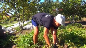 картошка без лопаты. огород для ленивых .картошка под соломой. отходы в доходы.