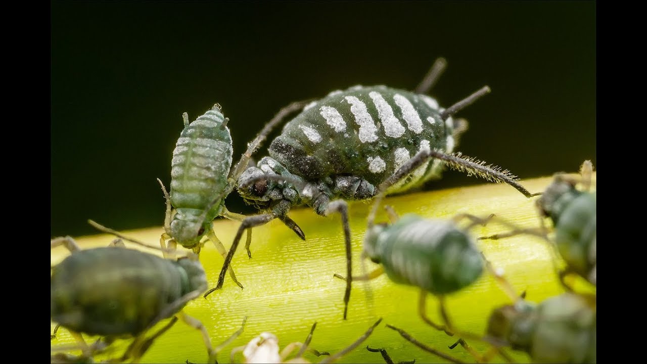 Как избавиться от тли за 1 минуту смотреть онлайн