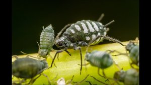 Как избавиться от тли за 1 минуту