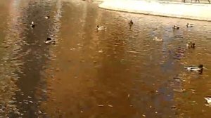 Утиная охота Октябрь 2020 Парк Якутова Уфа