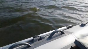 Х Ривер Агент 360 под Ямахой 8. Настройка нового комплекта.