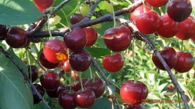 Вишня степная Щедрая (prunus shhedraya) ? вишня Щедрая обзор: как сажать саженцы вишни Щедрая смотреть онлайн