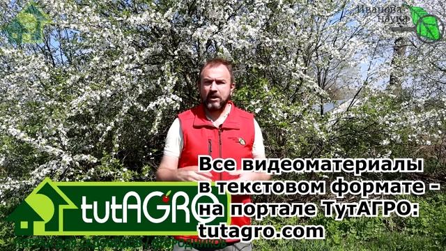 РОСКОШНЫЕ КАБАЧКИ и ТЫКВЫ прямо на КОМПОСТЕ. Как вырастить полезные и вкусные овощи БЕЗ УДОБРЕНИЙ! смотреть онлайн