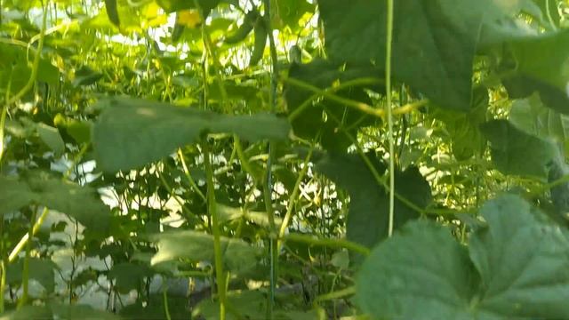 Помидоры и огурцы в одной Теплице!!! Кто не верил что так можно... смотреть онлайн