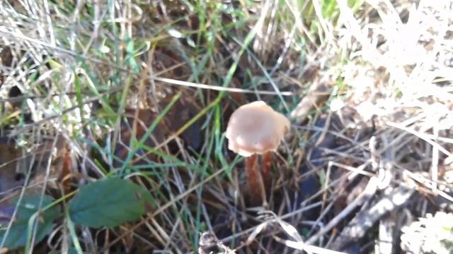 Western Amethyst Laccaria [Laccaria amesthysteo-occidentalis] | PNW Mushroom Hunting