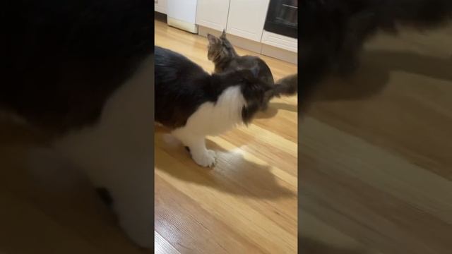 Мейн-кун играет. смотреть онлайн