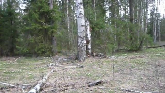 Весна, первые цветы - ветреница смотреть онлайн