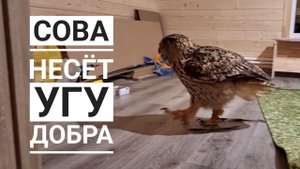 Первое УГУ совы Ёлки в доме. Пока единственное, но уверенное