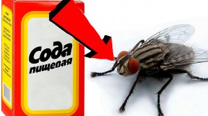 Как быстро избавиться от мух За 3 Секунды!!!,