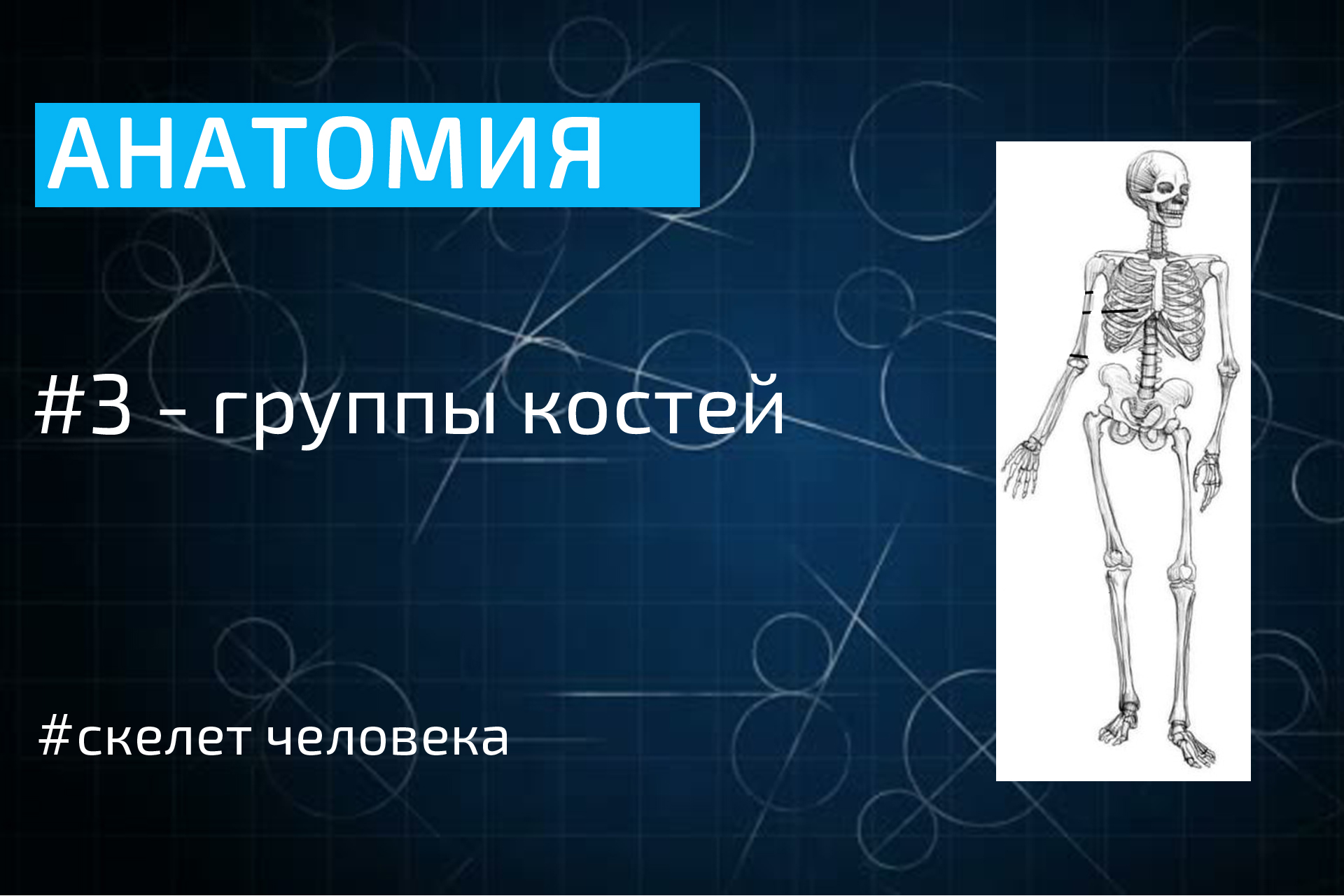 Разделы анатомии. Группы костей. Группы костей человека. Анатомические группы костей. Группа костей скелета.