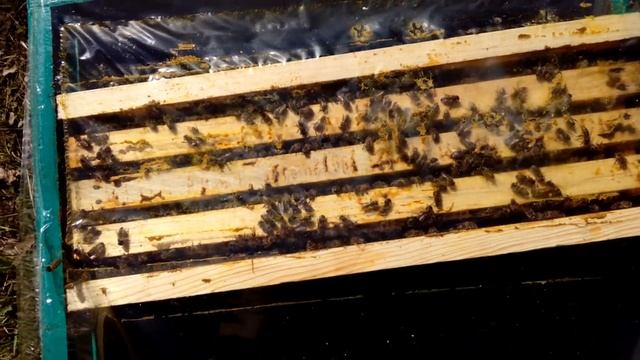 Первые шаги в селекции и результат. смотреть онлайн