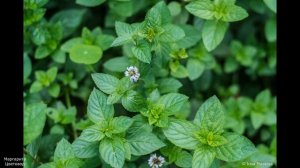 Любимые сорта мяты (часть 1)