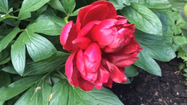 Paeonia officinalis 'Rubra plena' Blooming In Garden #paeonia #officinalis #rubra #worldgardeners