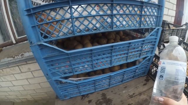 Хочете мати ранній урожай картоплі.??? Візьміть бульби на пророщування. ДОБРИЙ ГОСПОДАР. смотреть онлайн