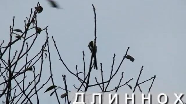 СИНИЦЫ , ШЕСТЬ ВИДОВ ( продолжение ). Вокальный " паспорт". смотреть онлайн