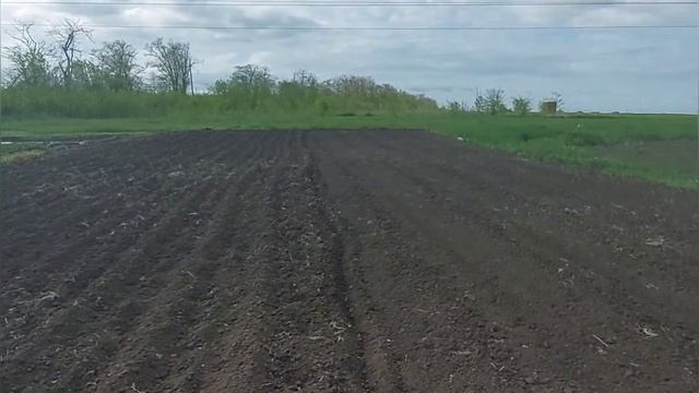 Посадка свеклы кормовой , свиньи поросята смотреть онлайн