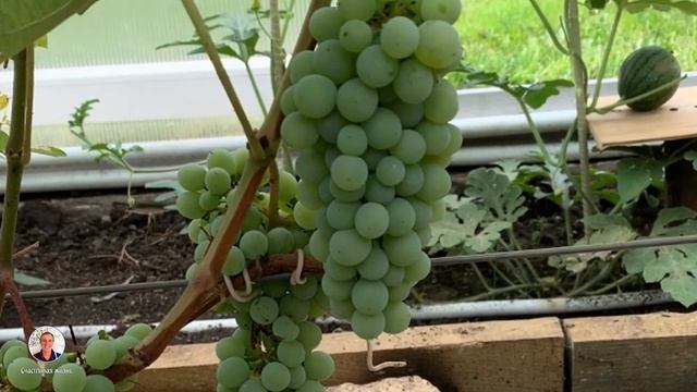 Укрываем виноград на зиму в теплице. Теплица. Виноград 2020. Садовод. Виноград в теплице.Виноградни