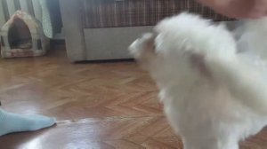 Обучалка.Дрессировка. / мальтезе / Кристина&Марчик