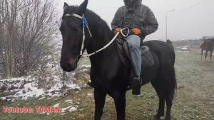 11.12.22г. Чечня Рынок Лошадей, в Урус-мартане. Маша Аллахь.