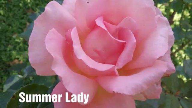 Немецкие и английские розы Глория дейПринцесса Александра Кентская, Мария Каллас Анжела Summer Lady смотреть онлайн