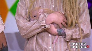 Мини-пиг спешит домой. Видели видео? Фрагмент выпуска от 14.07.2019