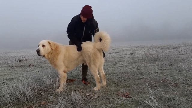 Хендлинг Среднеазиатская овчарка