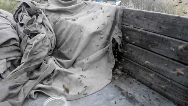 Адовые пчелки :) смотреть онлайн