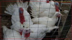 авг-окт_2022. Конакоский мох + Новосёлки