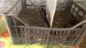 Сокращение всхода выращивания рассады на помидоры на биогумусе вермикомпосте organica 100%.Часть-1.