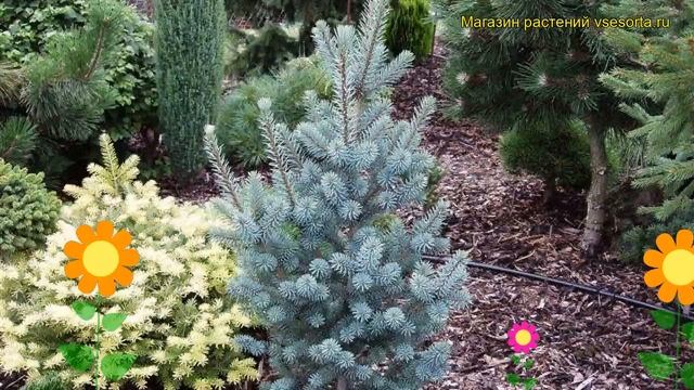 Псевдотсуга мензиеза Пирамидата. Краткий обзор, описание pseudotsuga menziesii Pyramidata