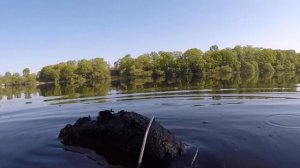 Рыбалка на коровий рог