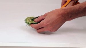 Меристемные растения в аквариуме - ПРАВИЛА ПОСАДКИ | TROPICA 1-2-Grow!