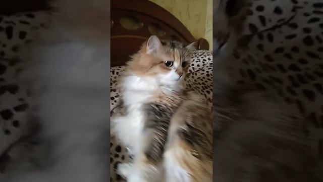 Кошка обезумела и разбила телефон Смотреть до конца!!! смотреть онлайн