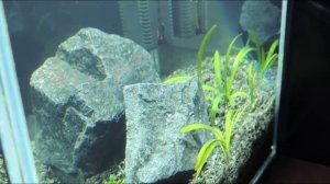 Сагиттария Карликовая (Sagittaria subulata) или Стрелолист