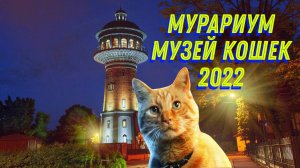 Музей кошек Мурариум (Зеленоградск 2022)