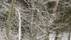 С лаечкой на куницу .Куница в проходную кулемку .Удачно !!!!!!