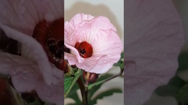 Hibiscus sabdariffa, tea plant