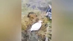 VLOG:  Пьяные гуси!Последствия. Drunk geese! Consequences!