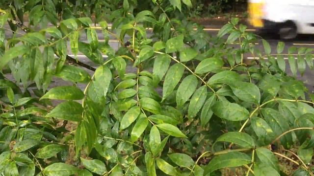 Common ash (Fraxinus excelsior) - leaves in the rain - July 2017 смотреть онлайн