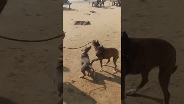 Гоа,знаменитая трехлапая собачка Шанти)) смотреть онлайн