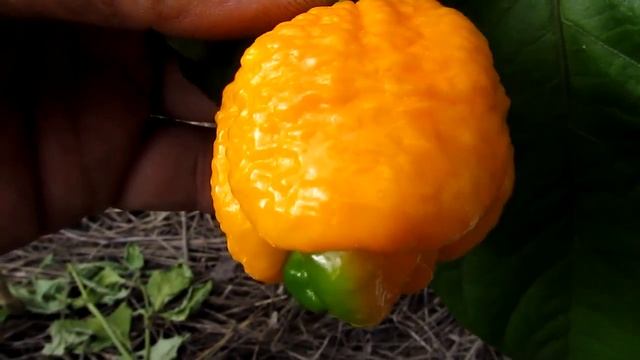 7 pot Brainstrain Yellow - Сверх острый сорт перца смотреть онлайн