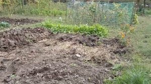 Копать или не копать: огород осенью