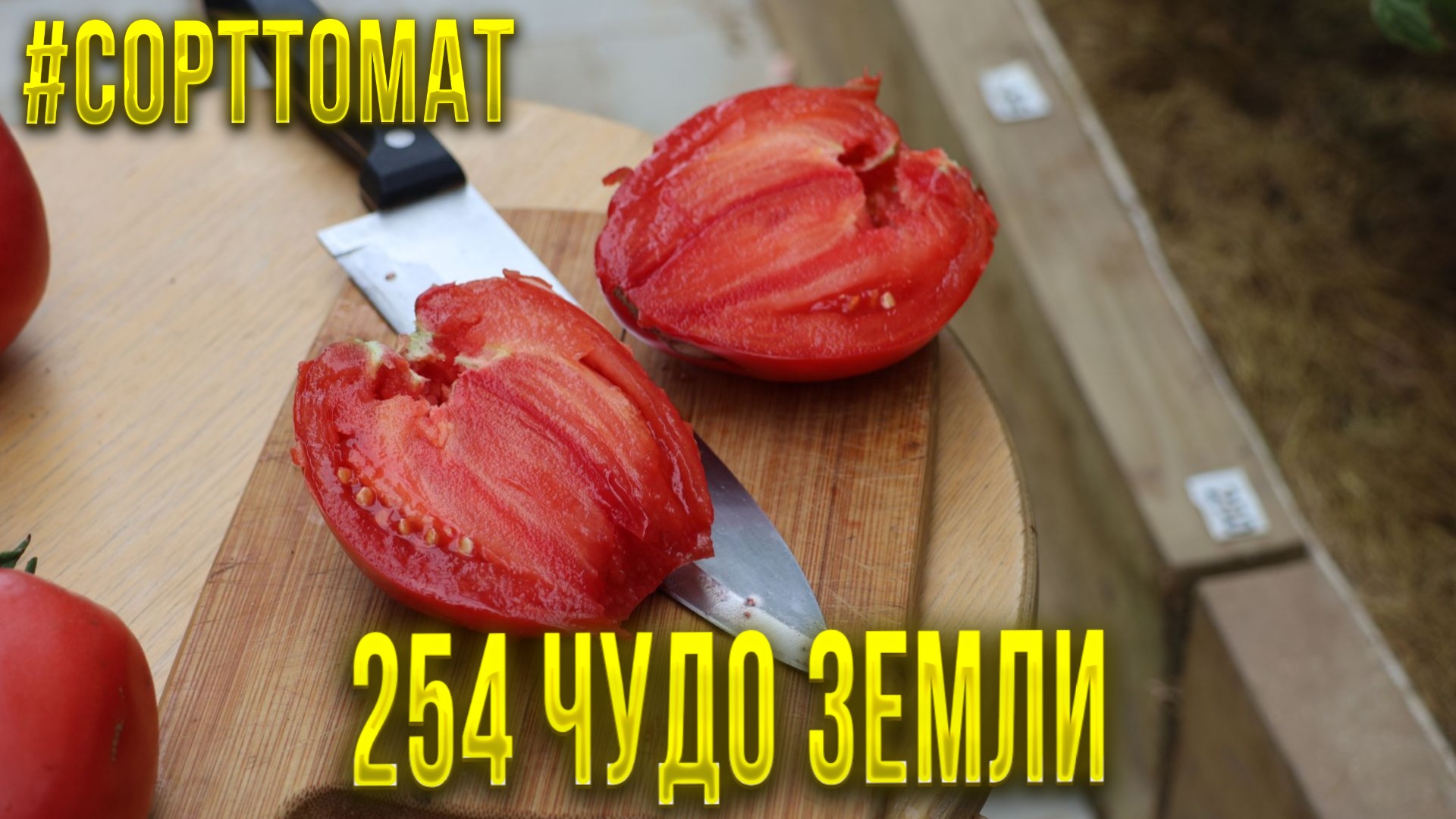 254 Чудо земли, Видеообзор экзотических томатов. Сорттомат