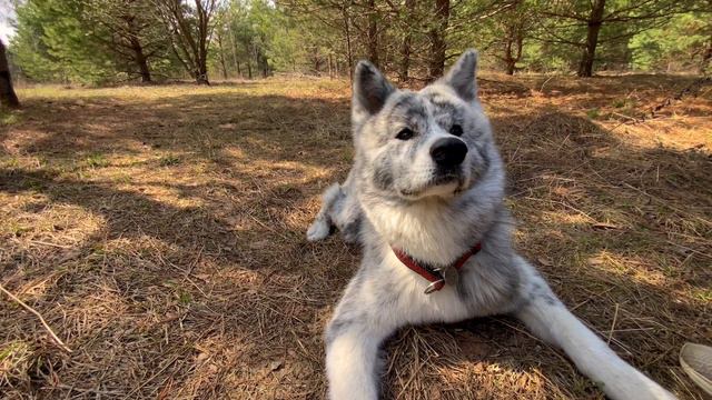 СВОБОДОЛЮБИВЫЙ ПЁС смотреть онлайн
