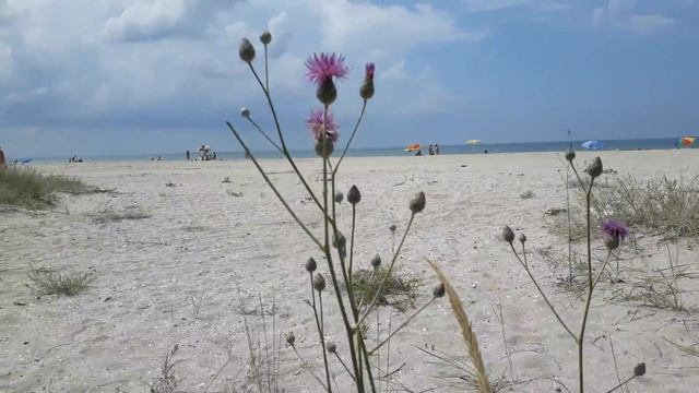 Наголоватка грязная (лат. jurinea sordida) в естественных условиях произрастания. Эндемик Крыма смотреть онлайн